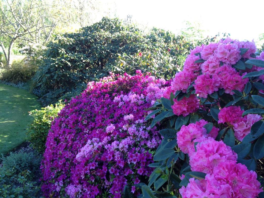 Rhododendron Garden Hotel Christchurch Camera foto